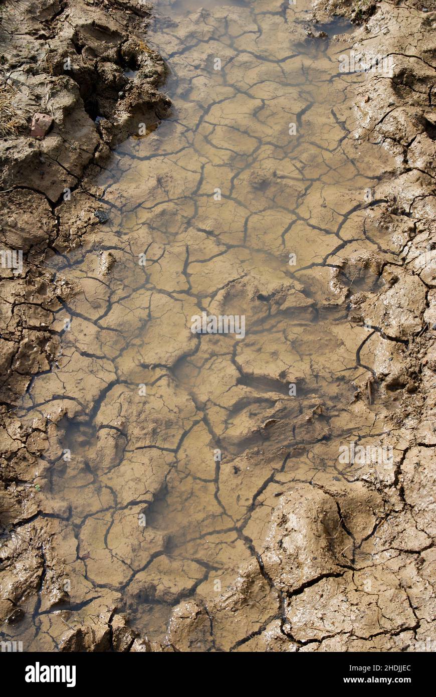 earth, dried plant, puddle, cracked, earths, dried plants, puddles ...