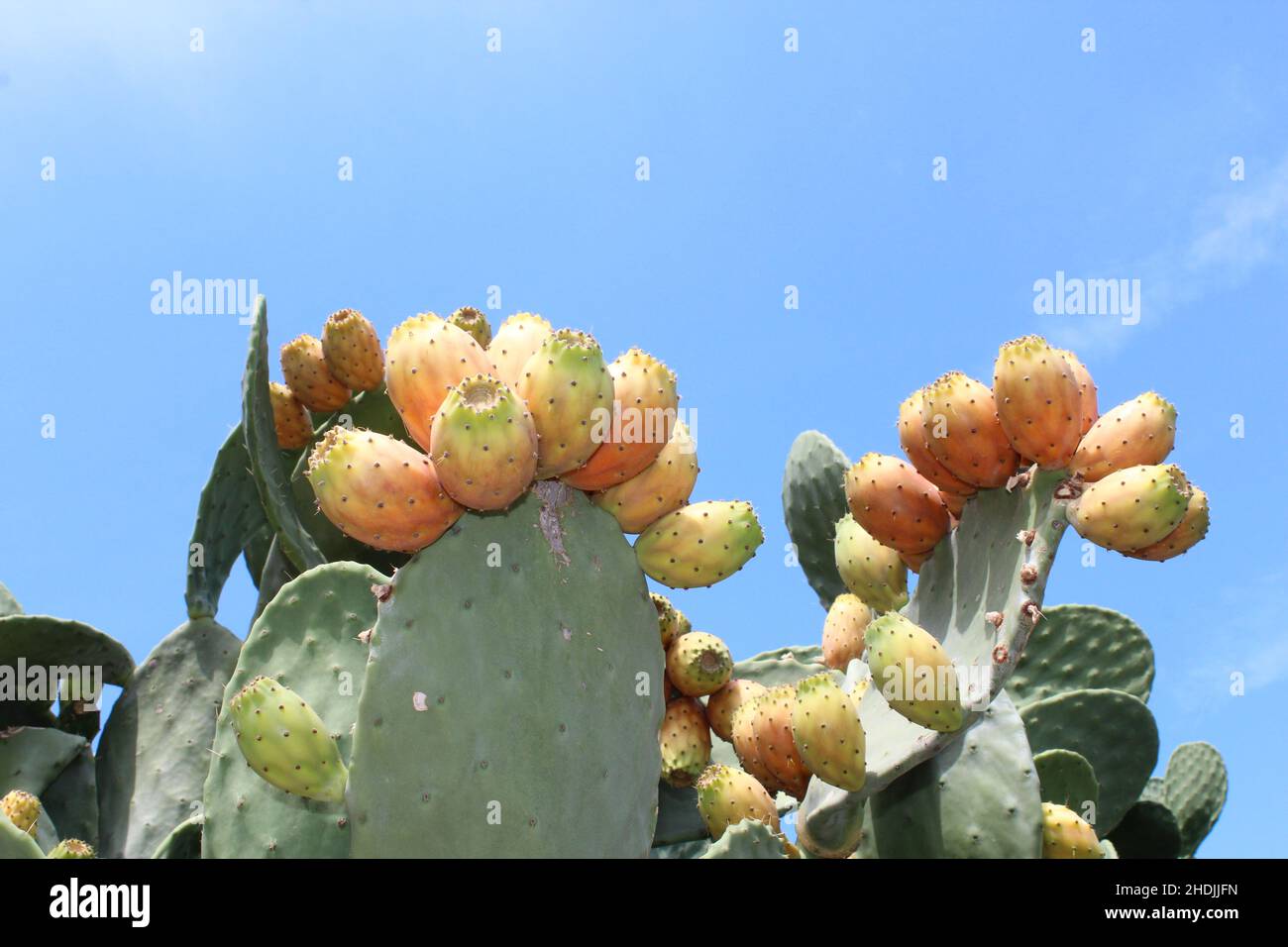 cactus, prickly pear fruit, prickly pear fruits Stock Photo