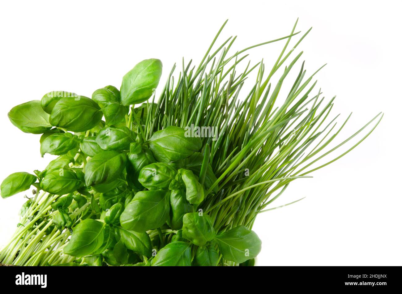 herb, culinary herbs, herbs Stock Photo