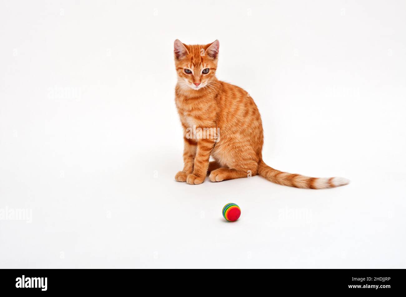 ball, cat, balls, cats Stock Photo Alamy
