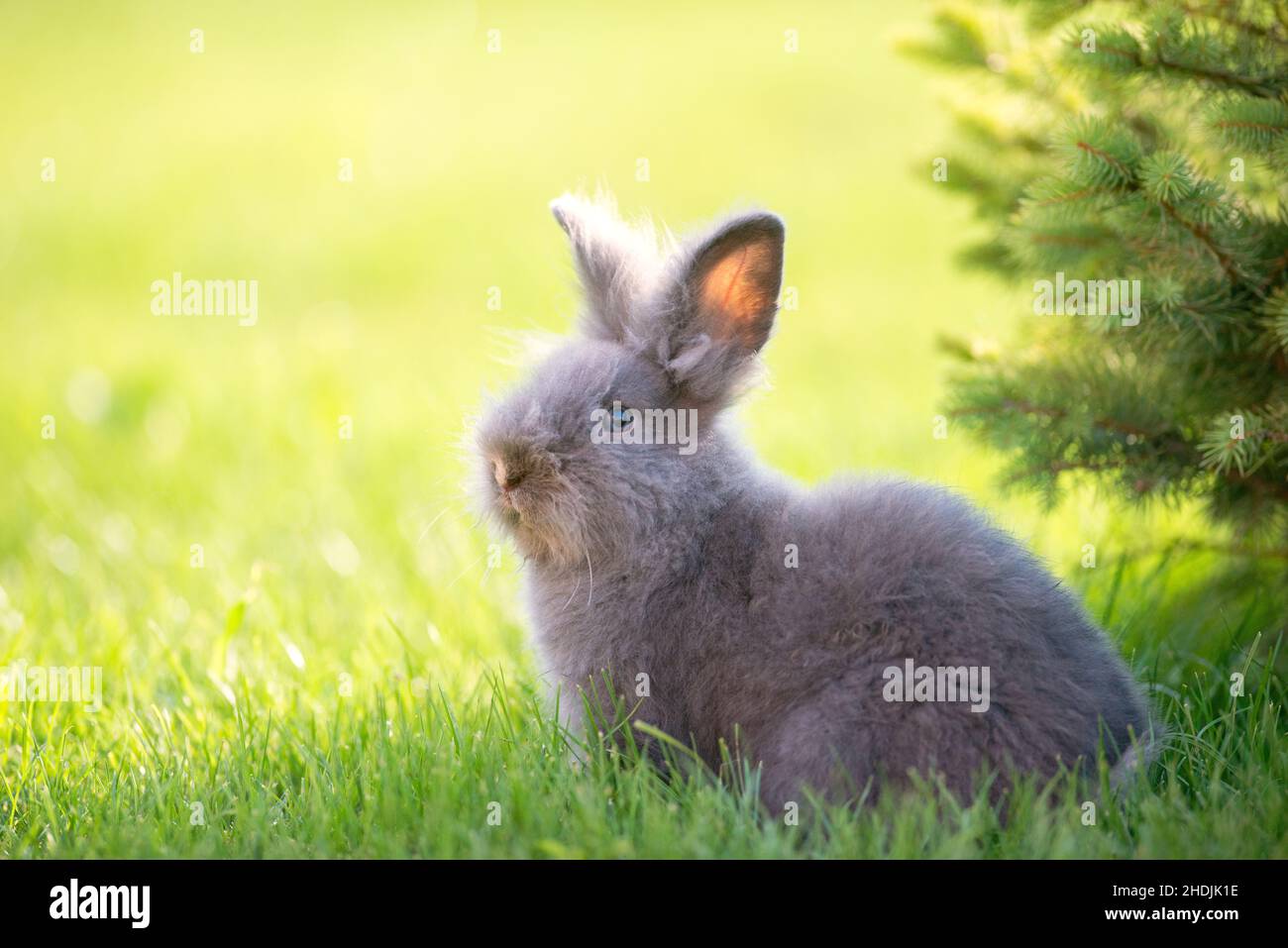 Cute grey fluffy rabbit sitting on grass backyard. Stock Photo