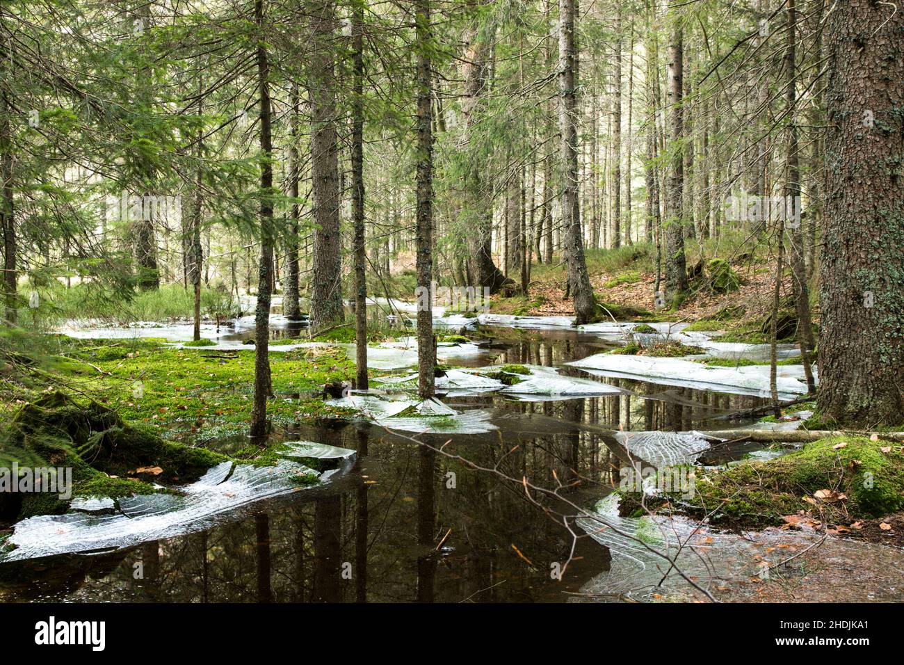 Water frozen conifer forest hi-res stock photography and images - Alamy