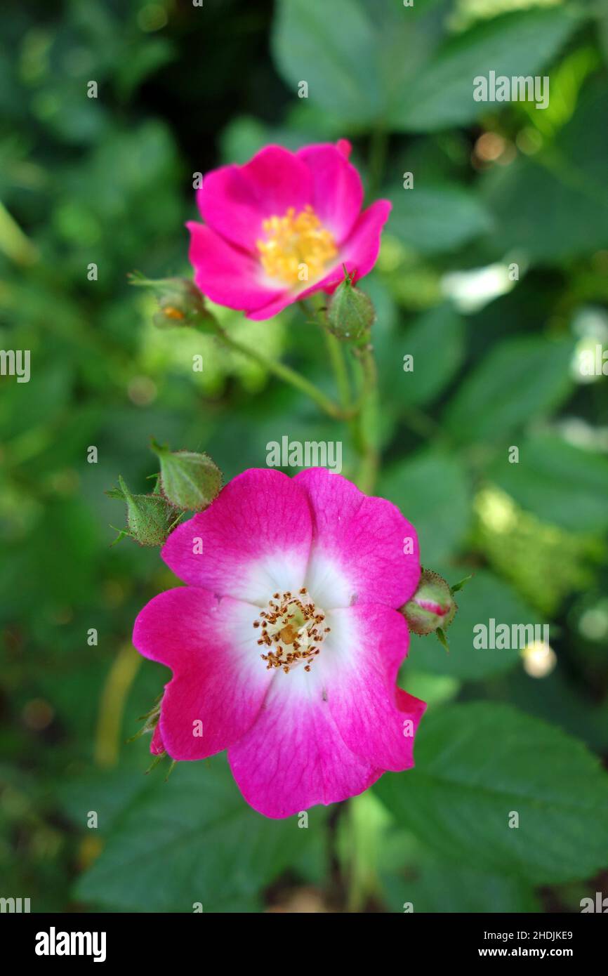 Mozart, Shrub Rose, Mozarts, Roses Stock Photo - Alamy