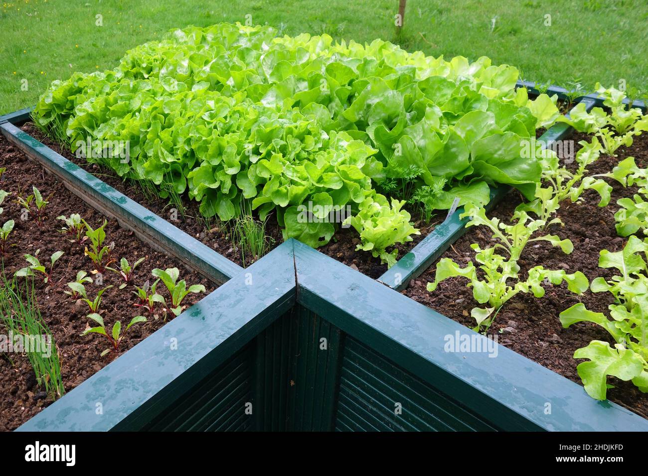 seedbed, vegetable garden, raised bed, seedbeds, vegetable gardens