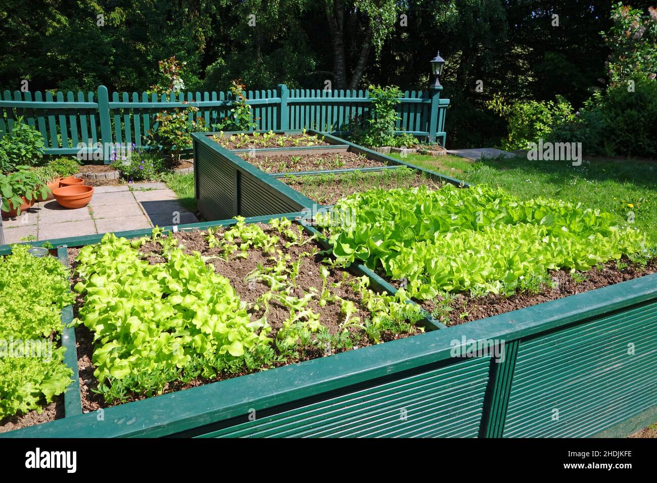 vegetable garden, raised bed, vegetable gardens, raised beds Stock