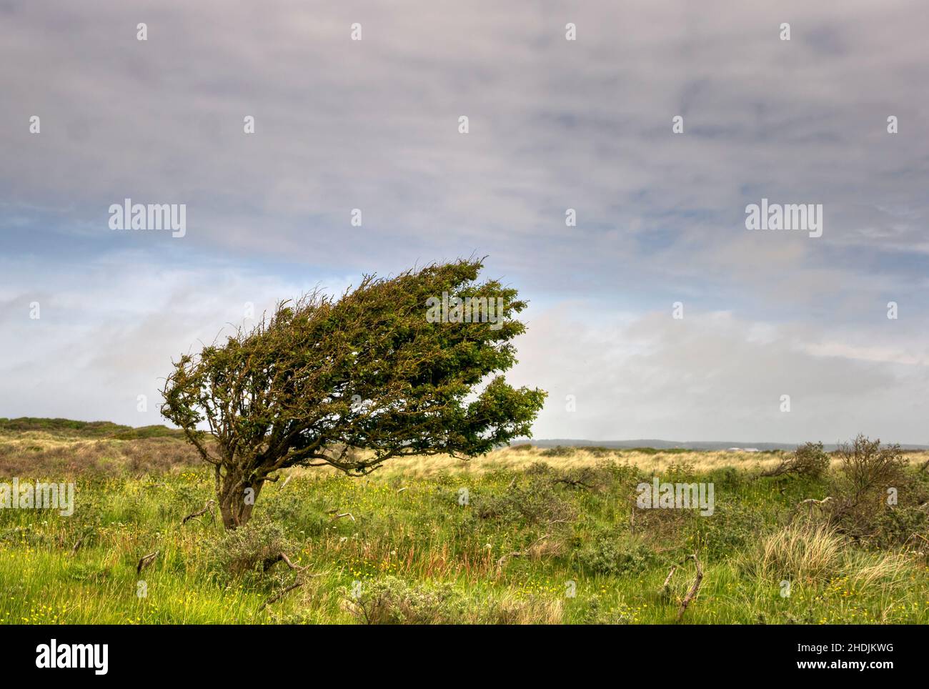 busch, jutland, windswept trees, buschs, jutlands Stock Photo