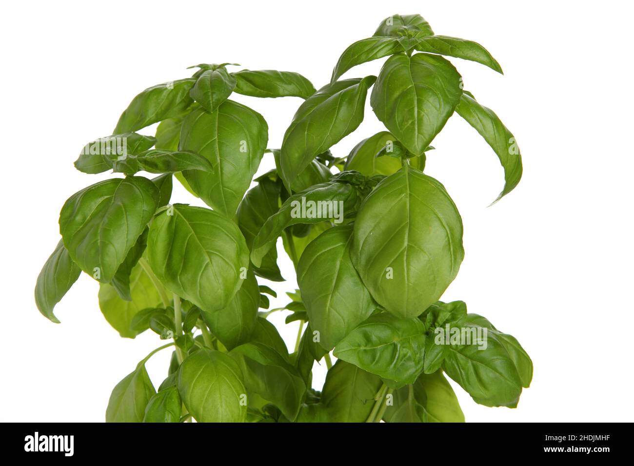 basil, basil plant, basils Stock Photo Alamy