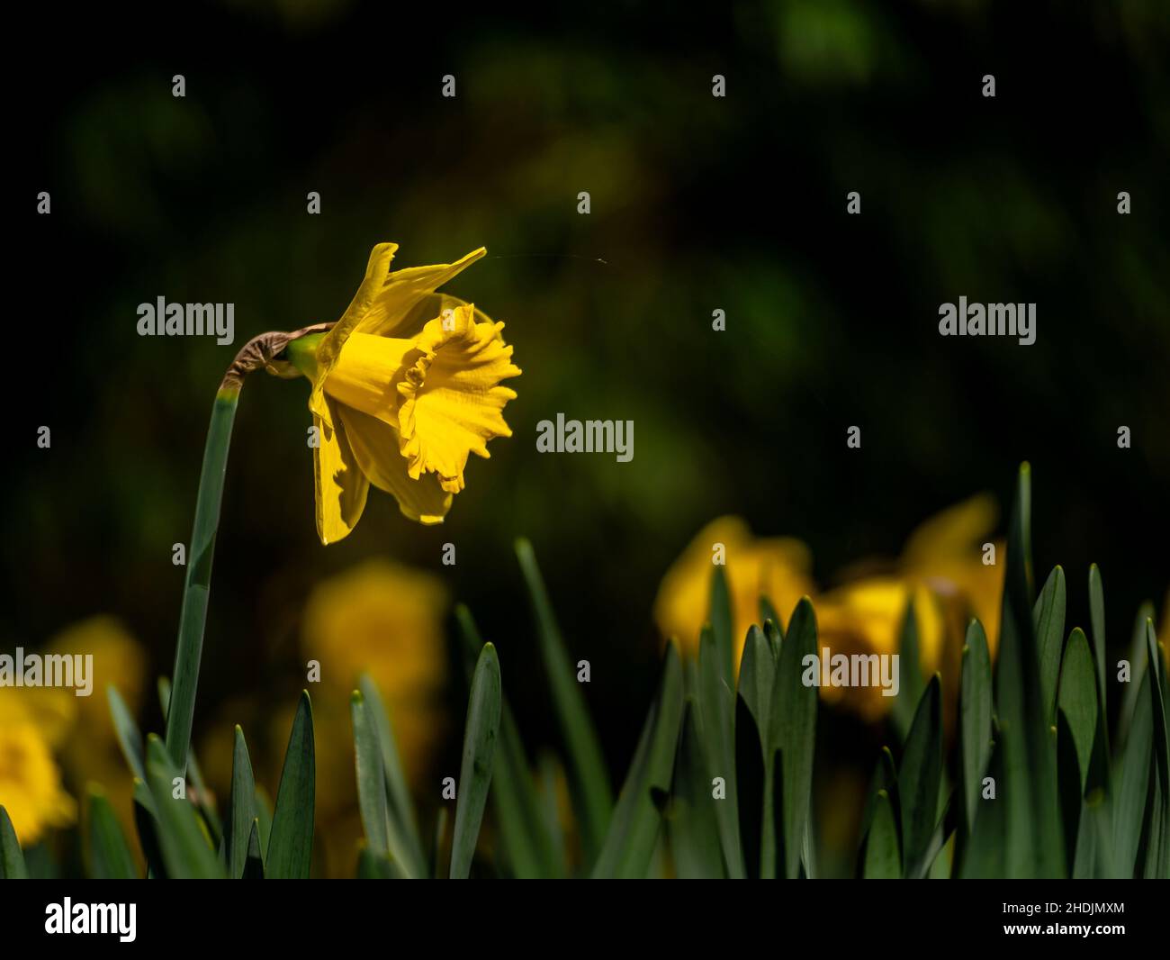 Yellow flower in front of green scenery Stock Photo