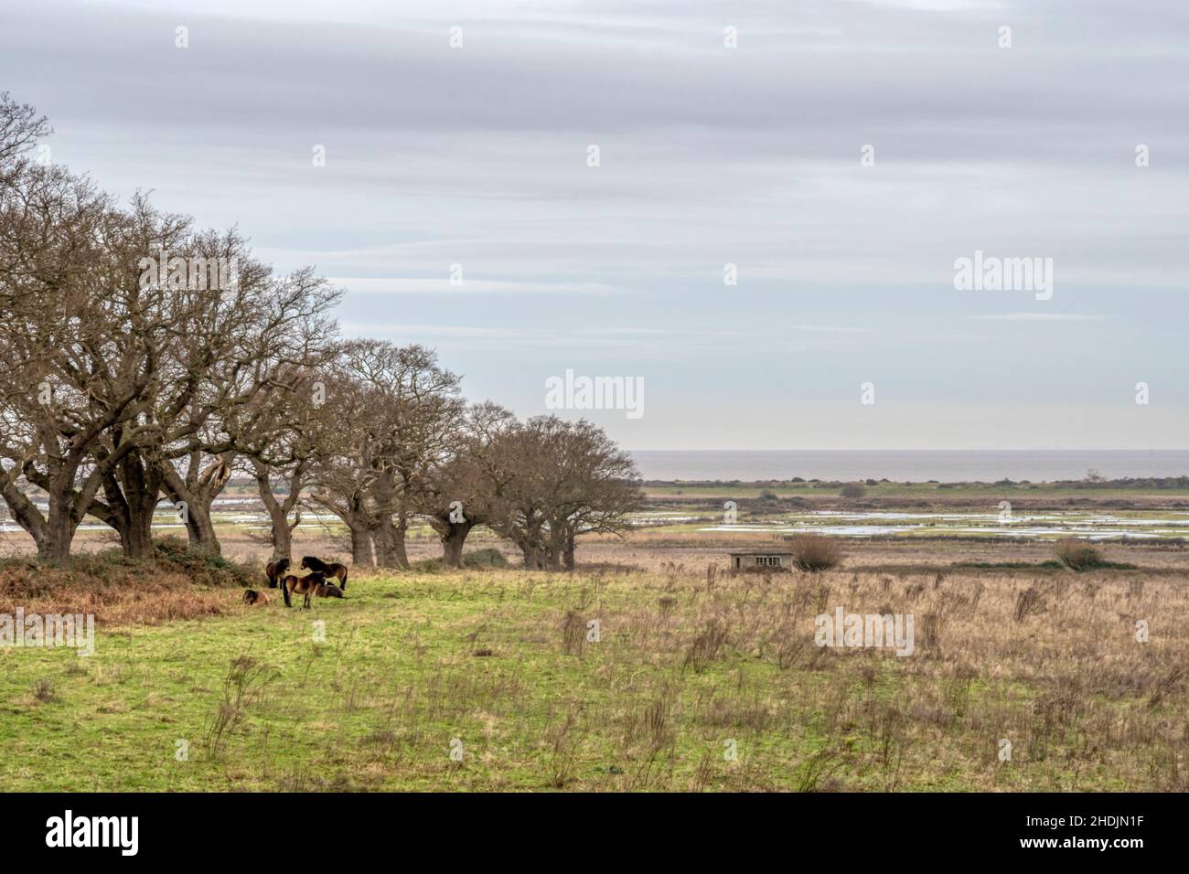 Conservation grazing Exmoor ponies at Ken Hill on the east side of The Wash, Norfolk. Stock Photo