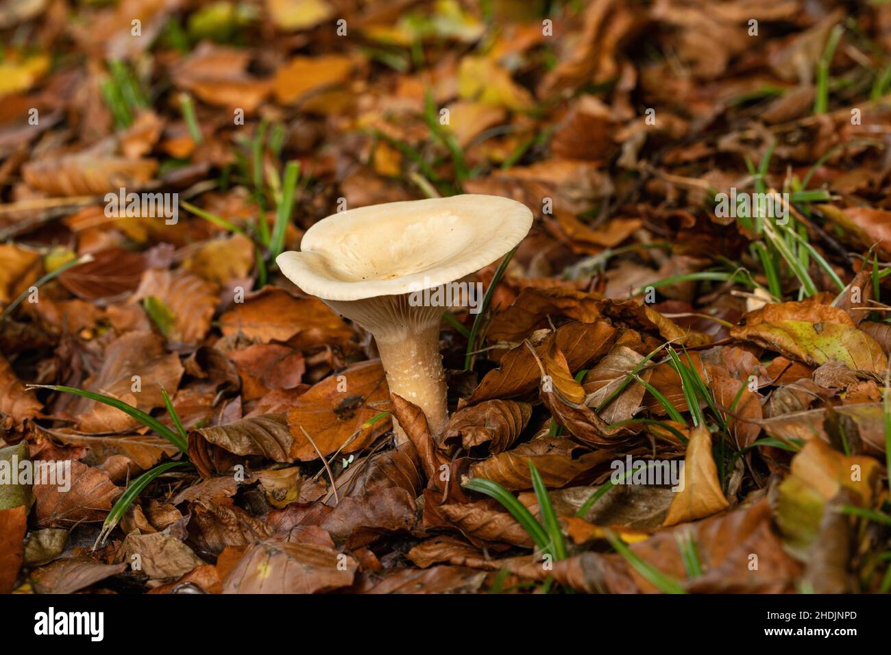 Close up of a Funnel Mushroom growing on the woodland floor among golden dried fallen leaves in Autumn at Westonbirt Arboretum, Gloucestershire, UK Stock Photo