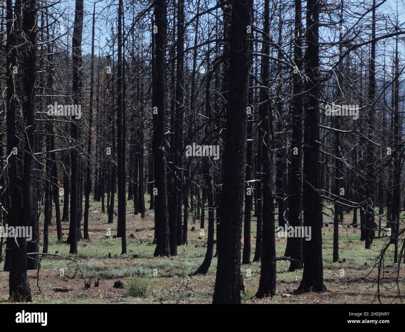 environmental damage, forest fire, burnt, environmental damages, forest fires, burnts Stock Photo