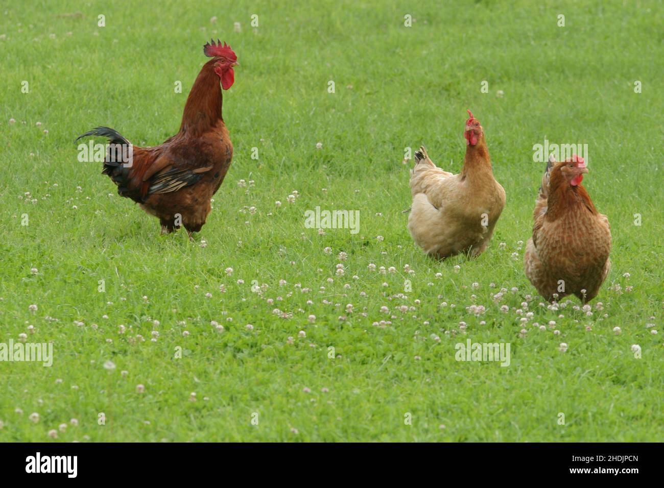 rooster, chicken, poultry, free range, roosters, chickens, poultries