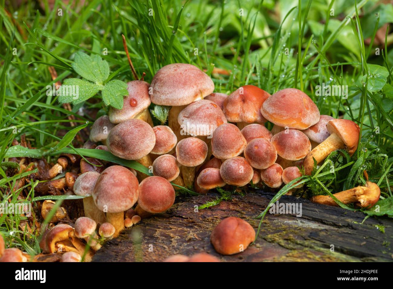 Close up of a large clump of  Sulphur tuft mushrooms growing on the woodland floor in Autumn at Westonbirt Arboretum, Gloucestershire, UK Stock Photo