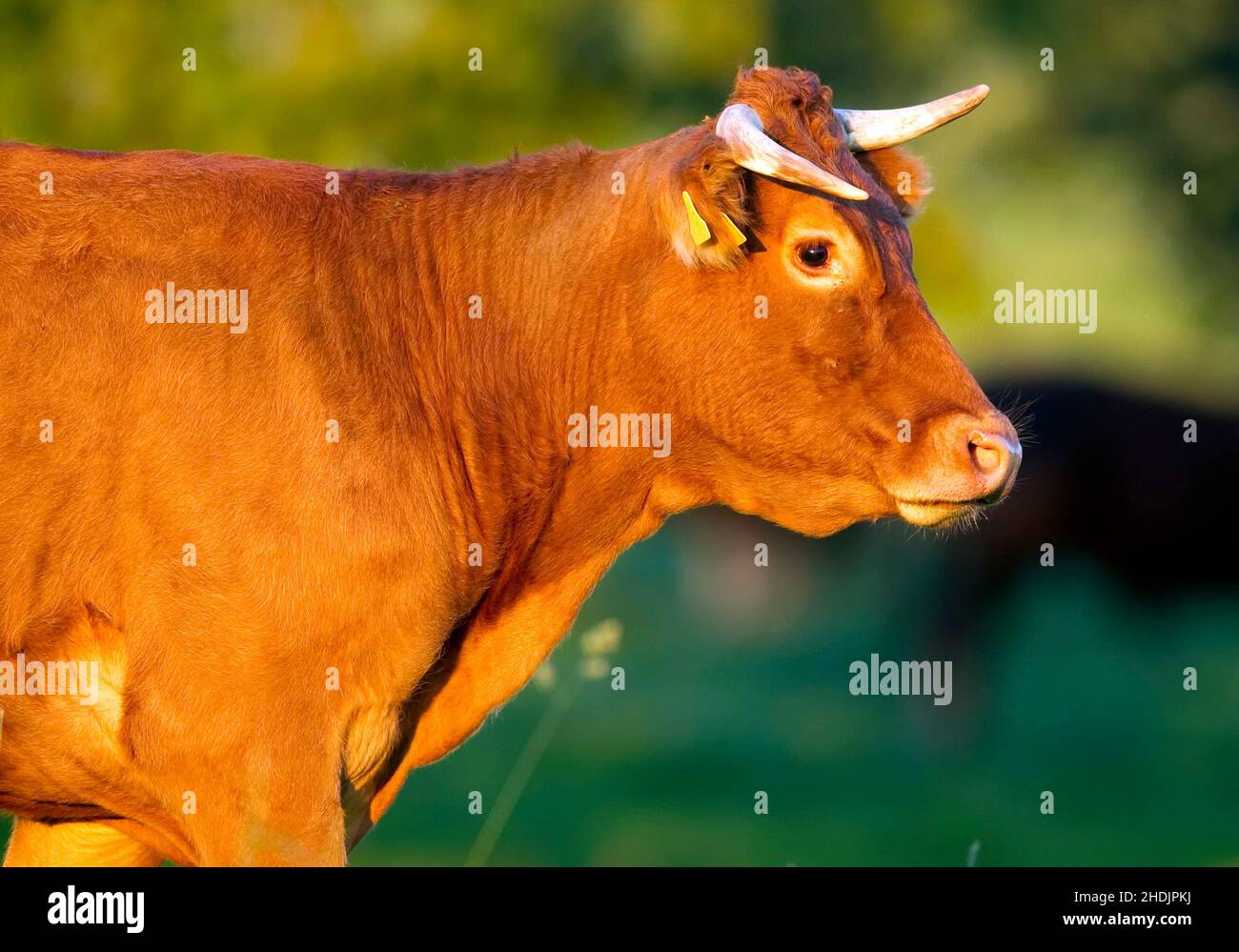 Limousin cow france hi-res stock photography and images - Alamy