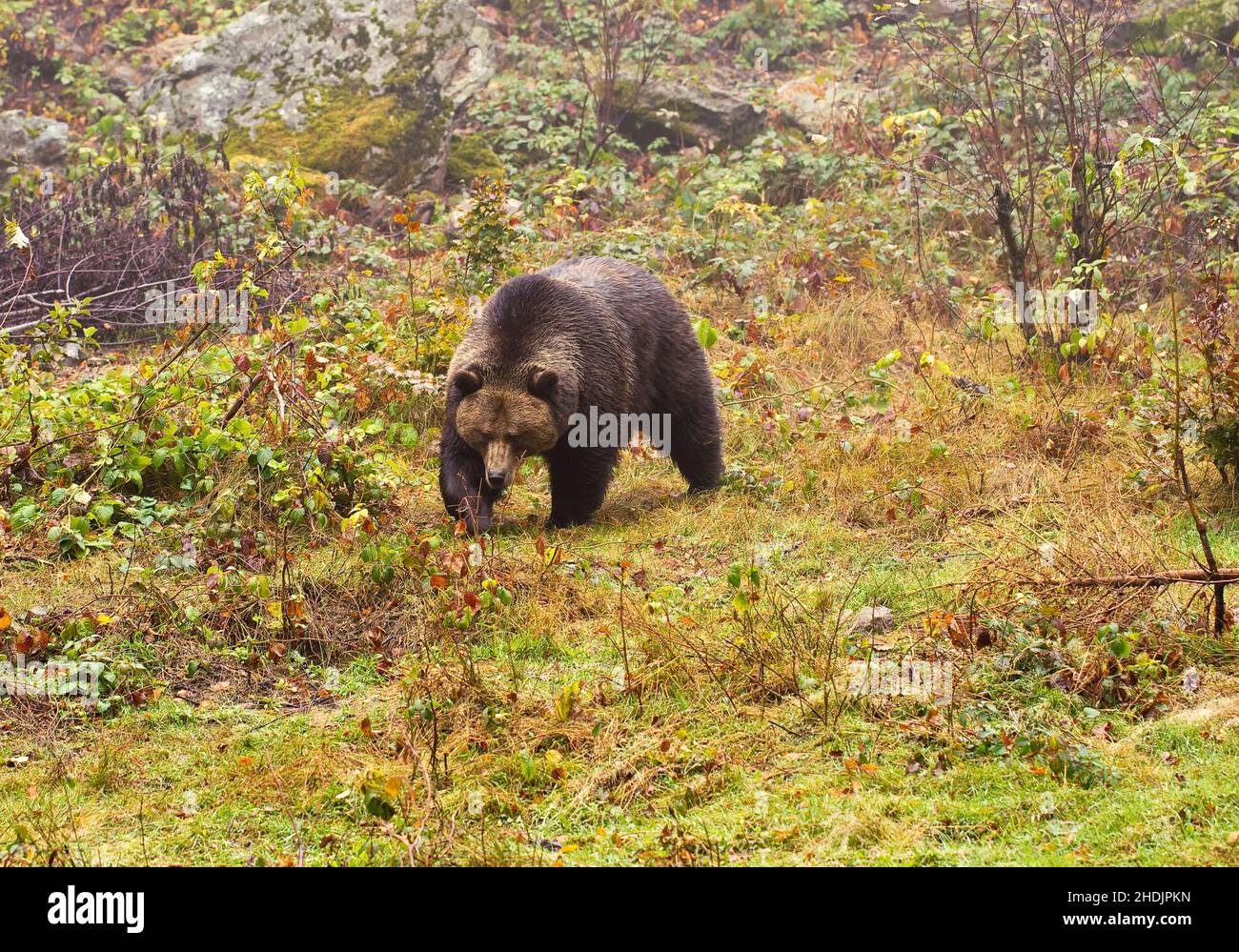 bear, brown bear, bears, brown bears Stock Photo - Alamy