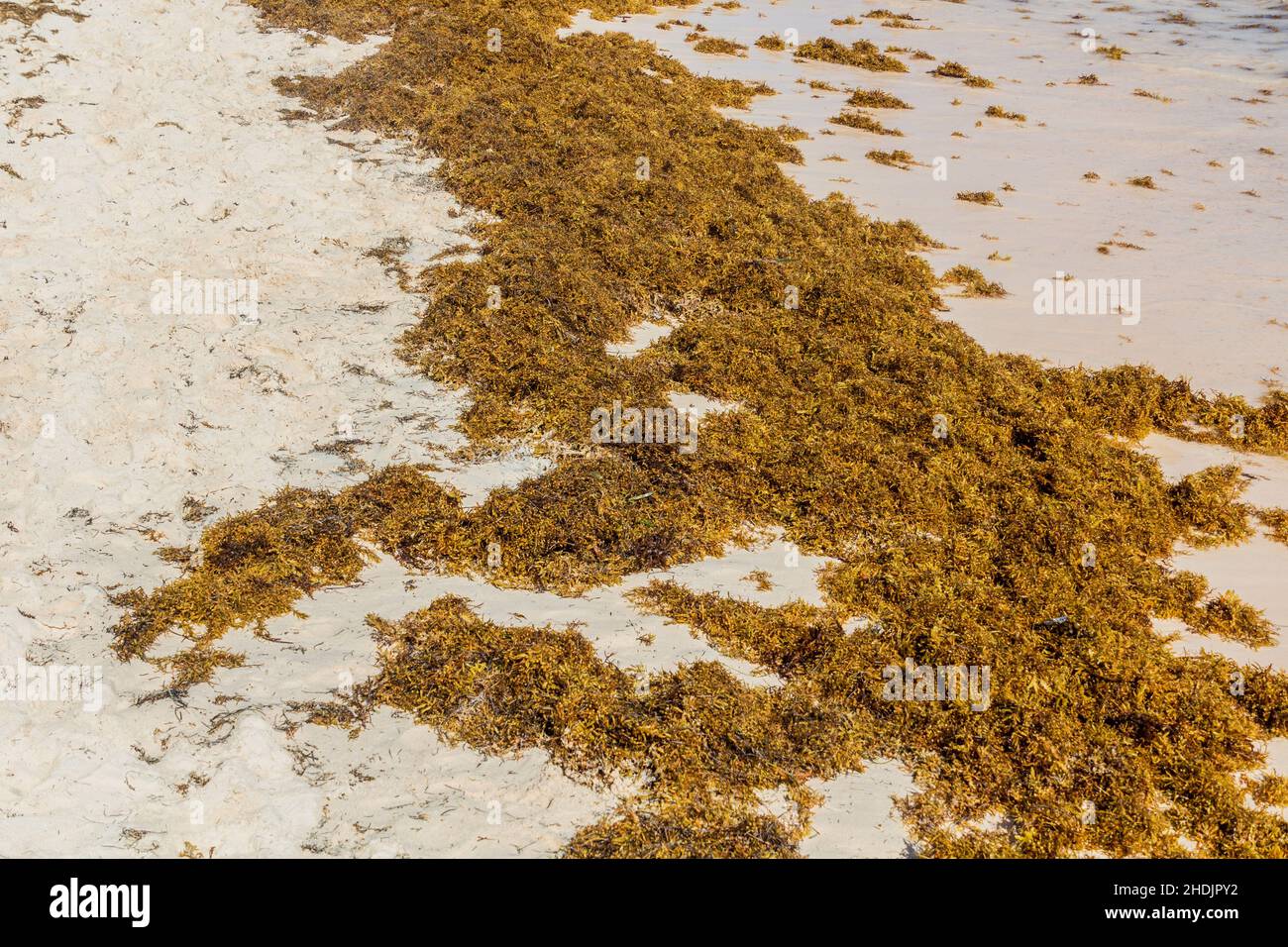 Seaweed at Bavaro beach, Dominican Republic Stock Photo Alamy