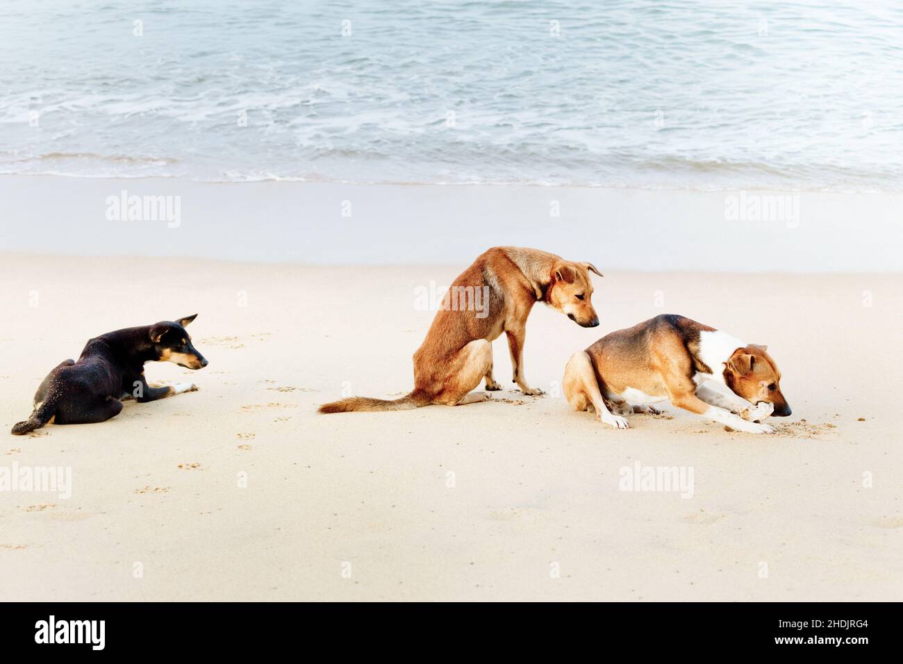 sri lanka, stray dogs, sri lankas, stray dog Stock Photo Alamy