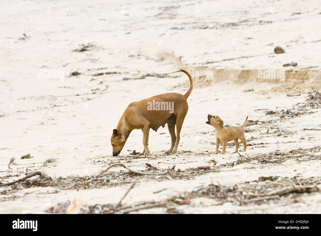 dog, foraging, sri lanka, dogs, sri lankas Stock Photo Alamy
