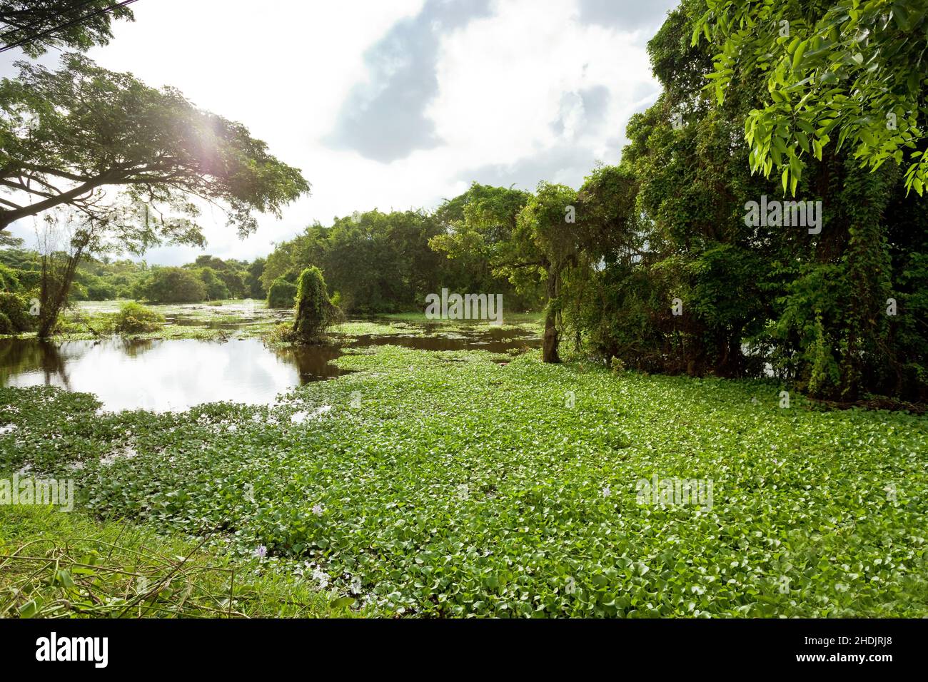 swamp, chilaw, swamps Stock Photo Alamy