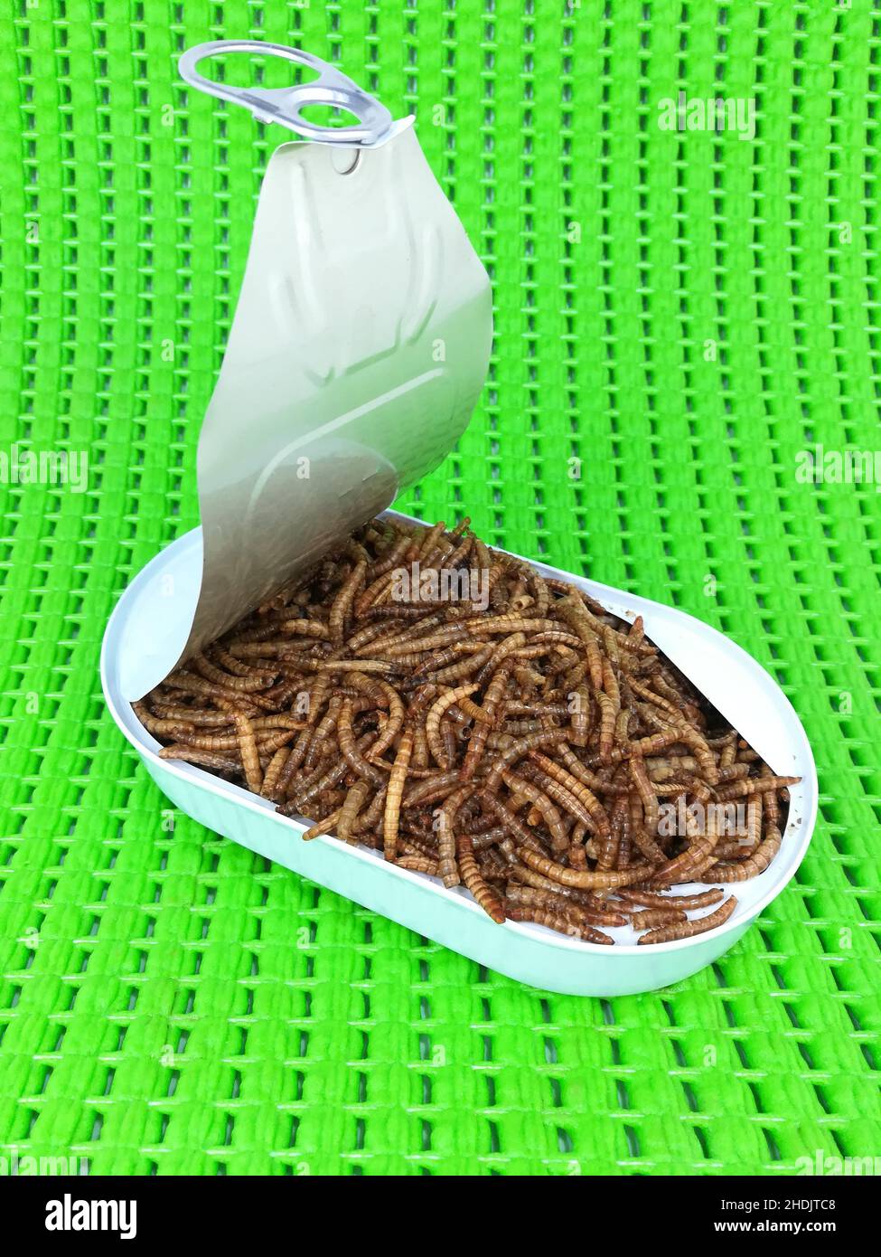 tin, mealworms, tins, mealworm Stock Photo Alamy