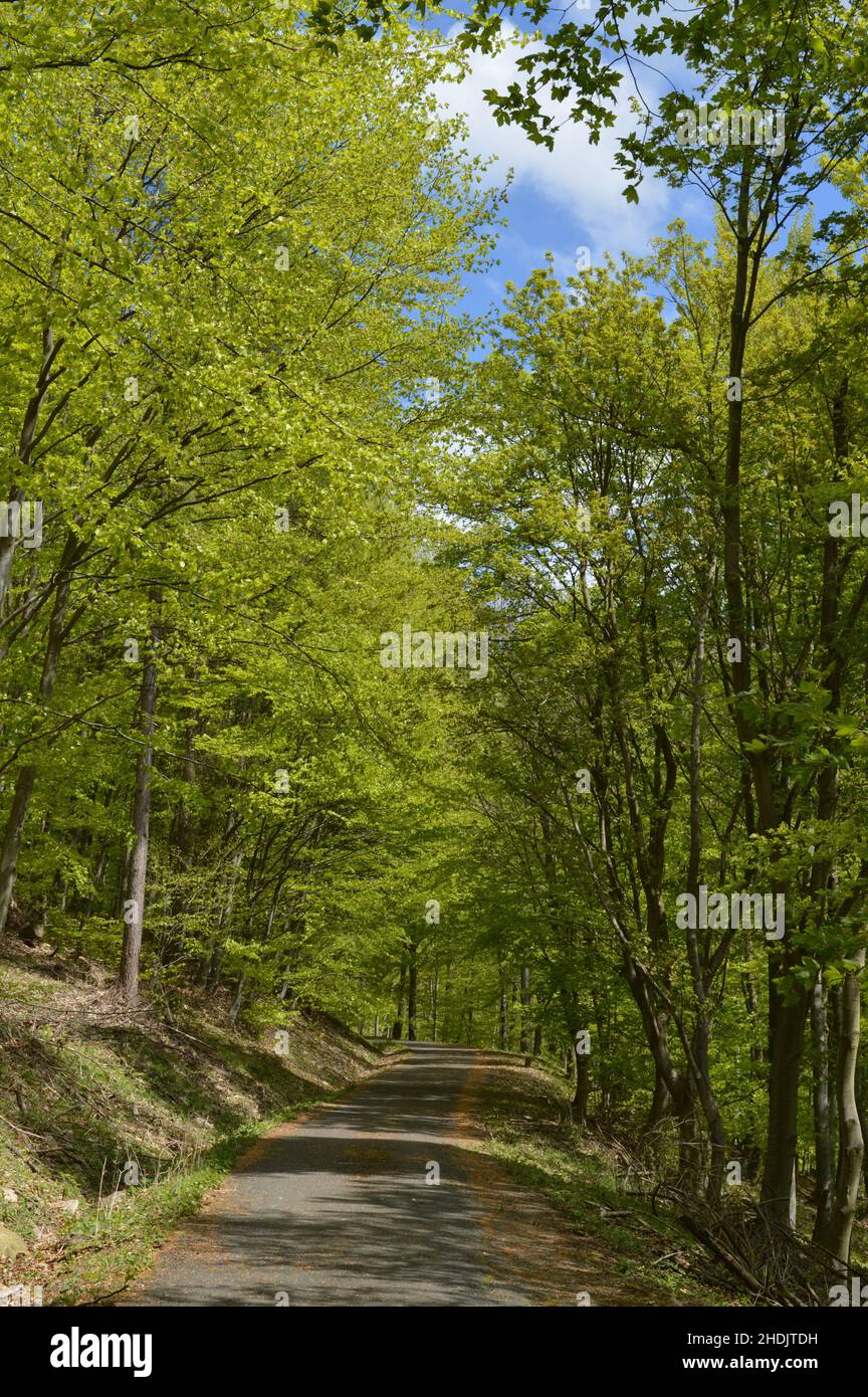 Beautiful tree-lined road in a tree tunnel. Empty road through a beautiful green forest Stock Photo