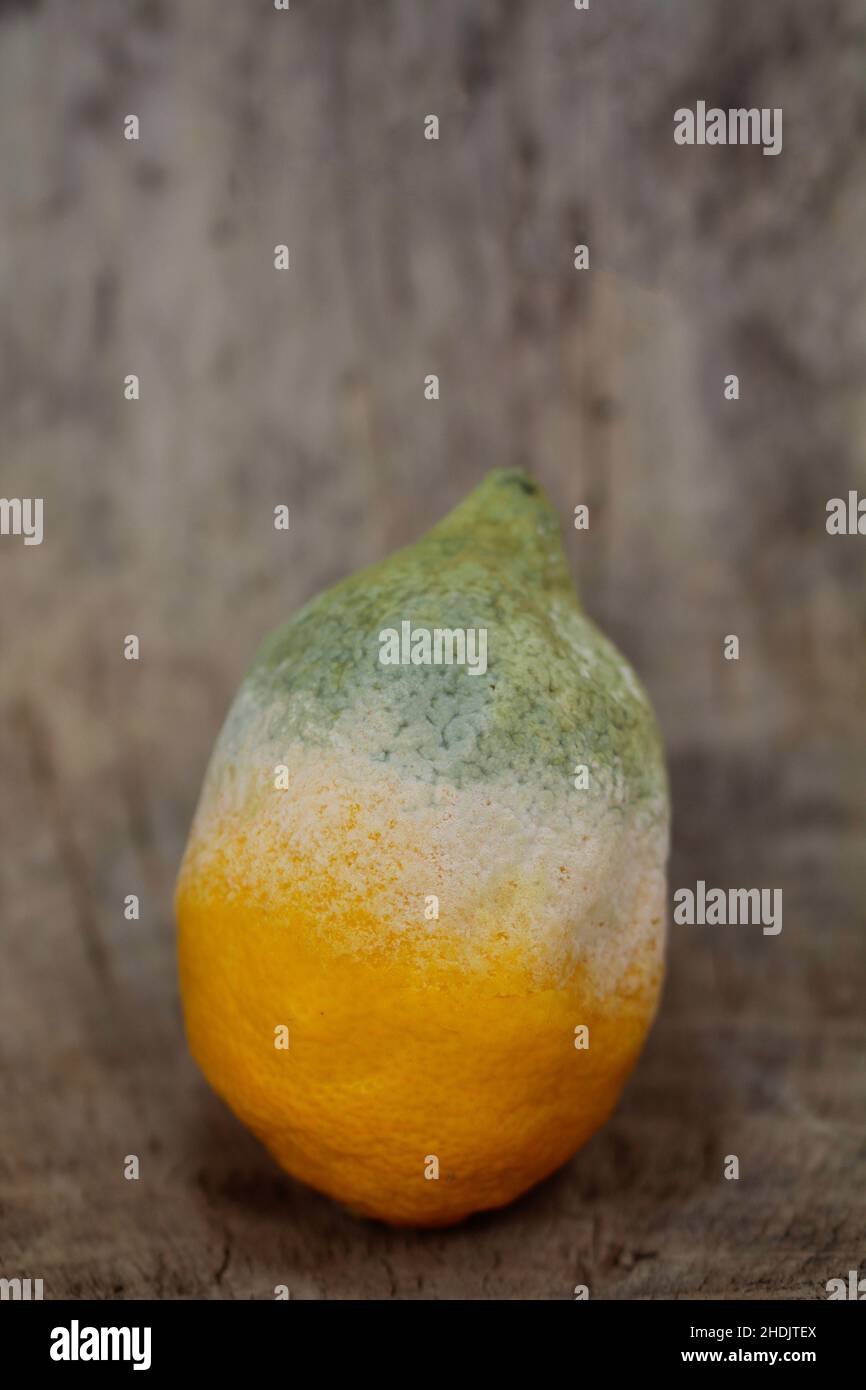 mold, lemon, molding, molds, rising damp, lemons Stock Photo Alamy