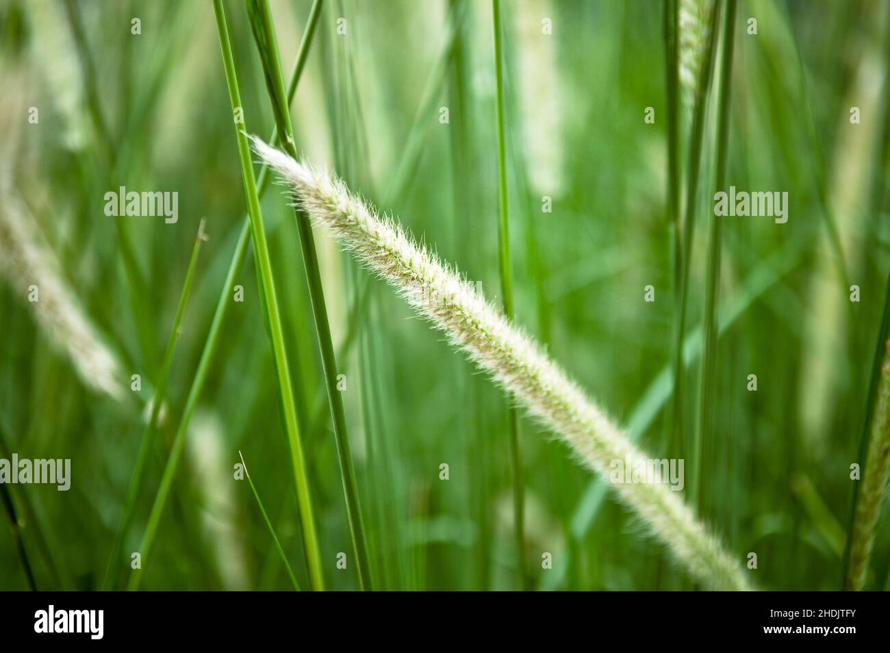grasses, grass bloom, grass blooms Stock Photo Alamy
