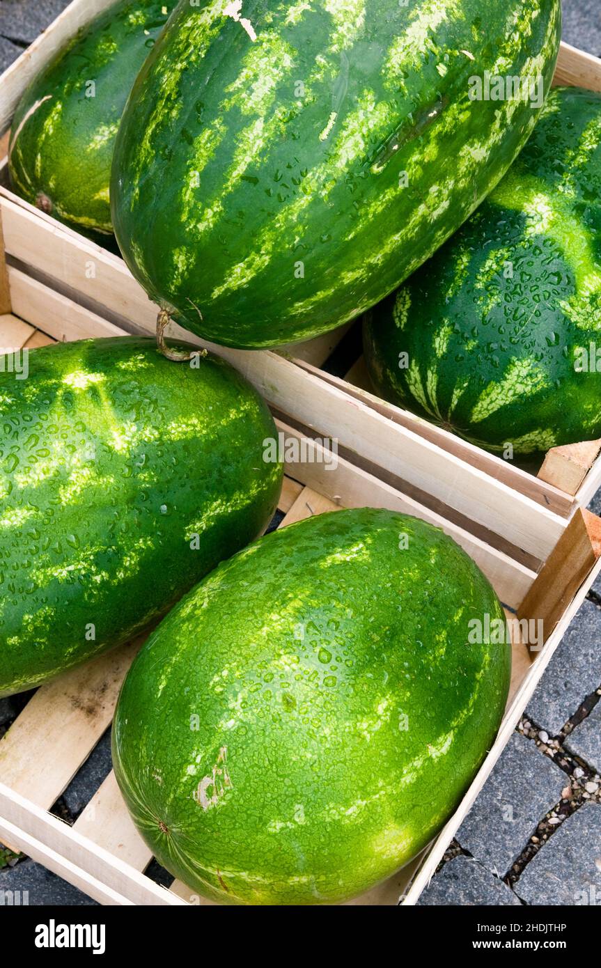 melon, watermelon, melons, watermelons Stock Photo Alamy