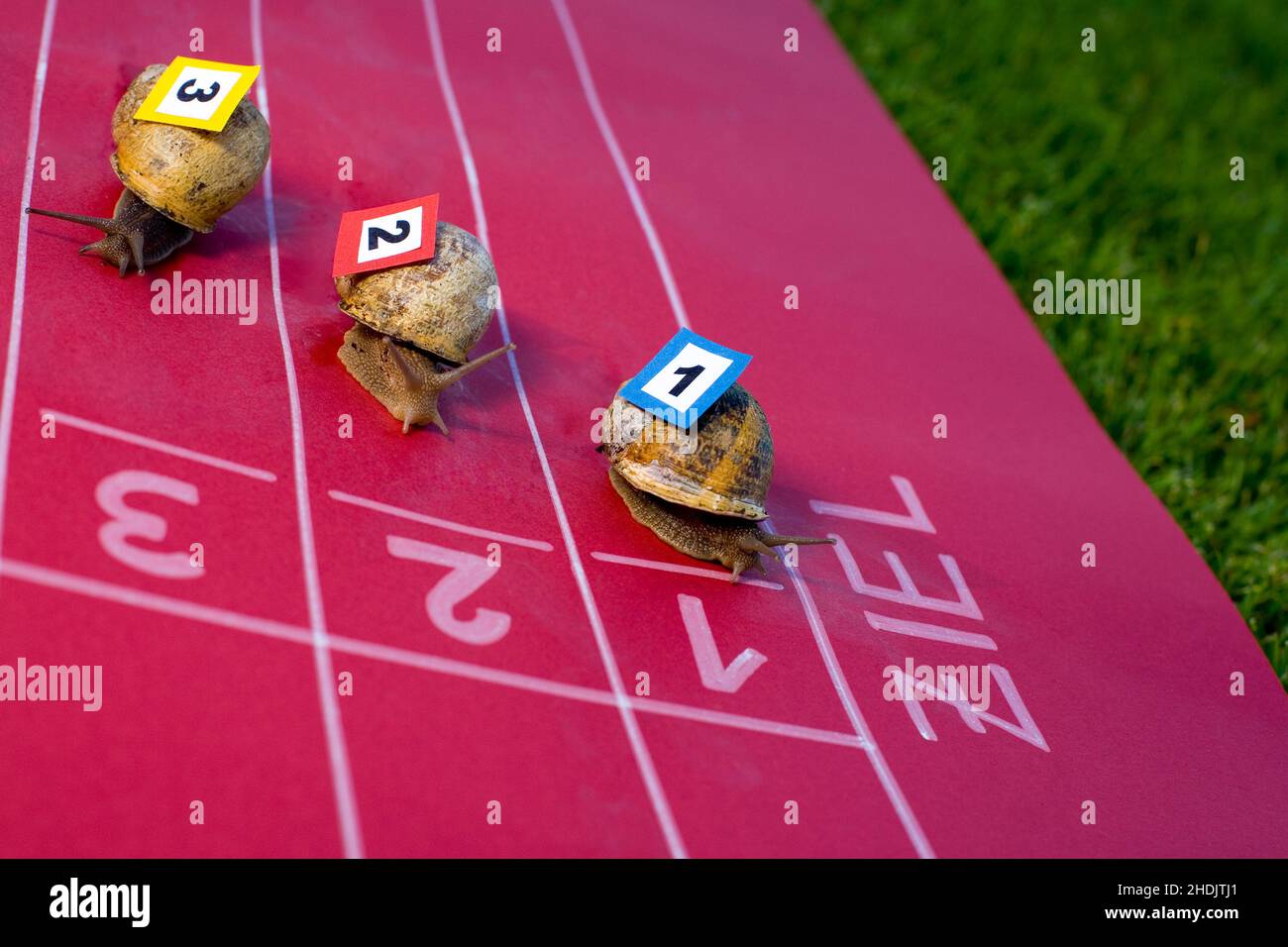 snail, snail race, snails, snail races Stock Photo Alamy