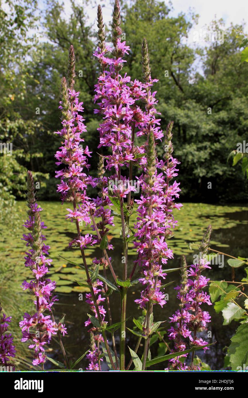 purple loosestrife, purple loosestrifes Stock Photo