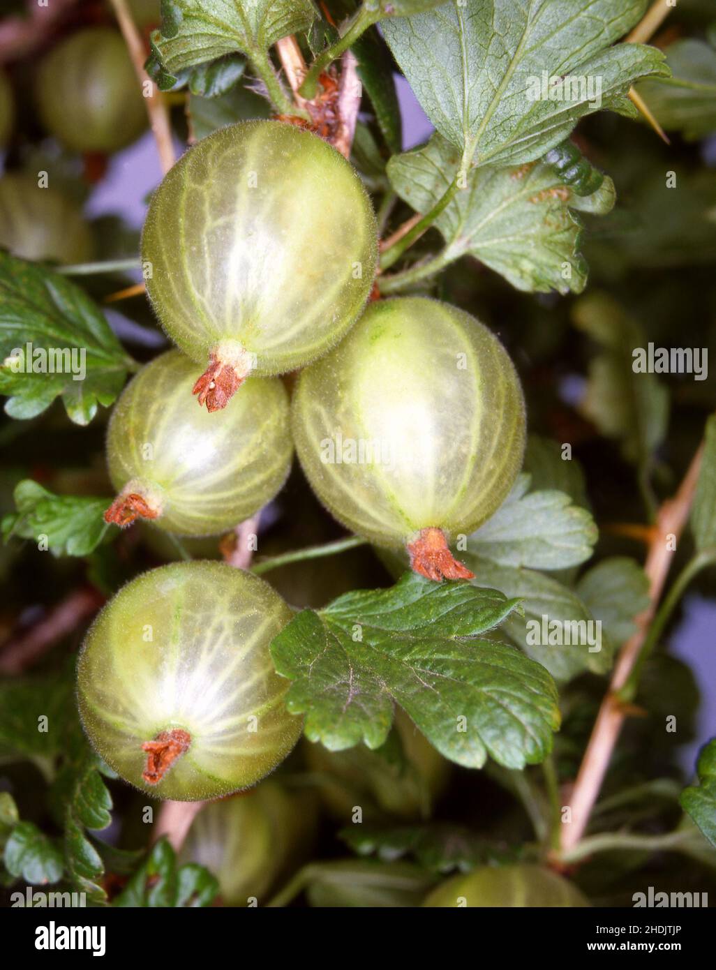 gooseberries, gooseberry Stock Photo