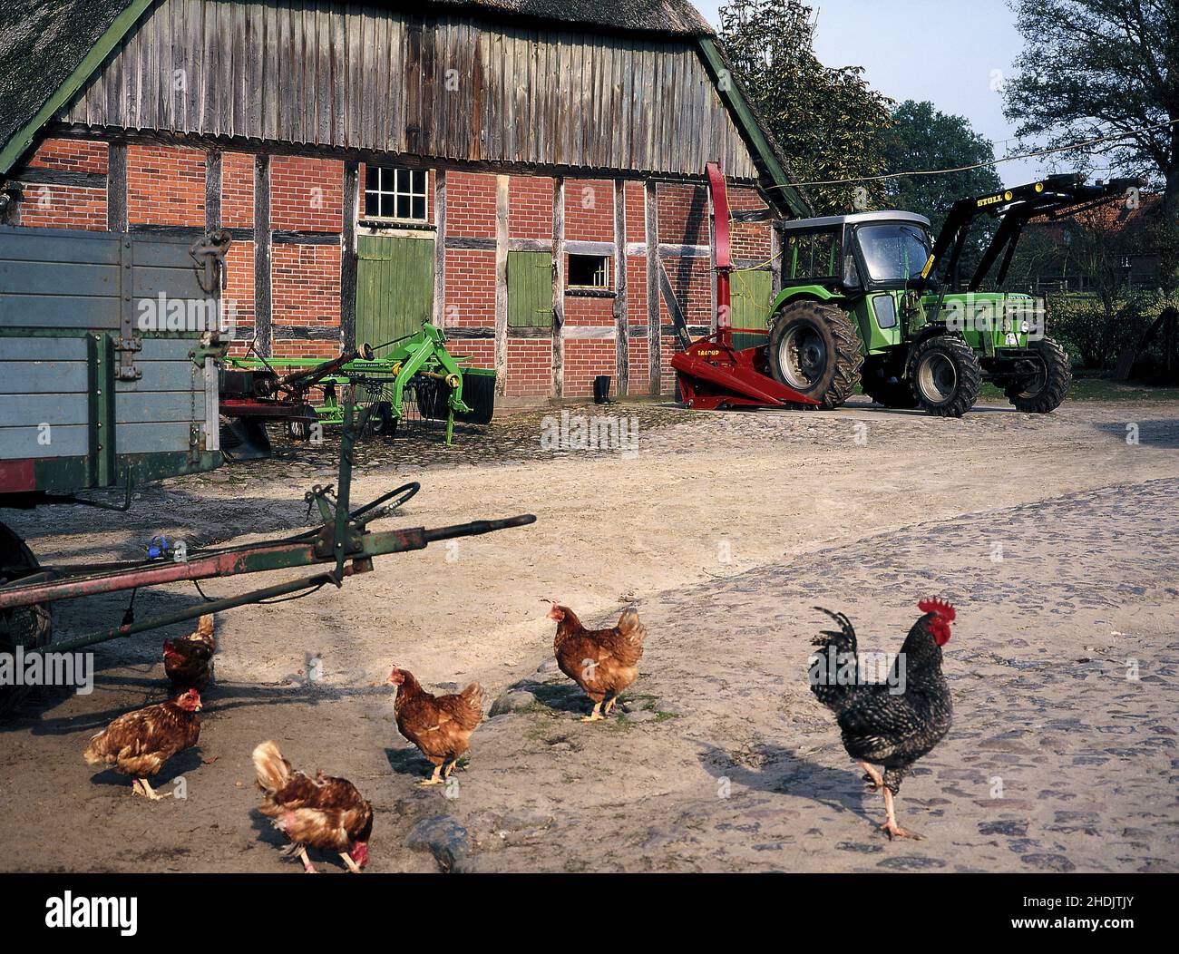 rooster, farm, free range, chicken, farmhouse, roosters, farms