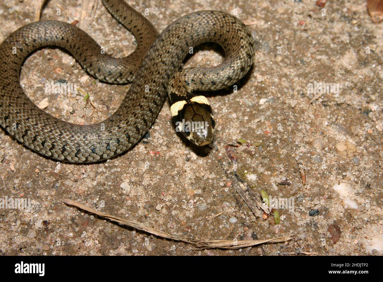 grass snake, grass snakes Stock Photo