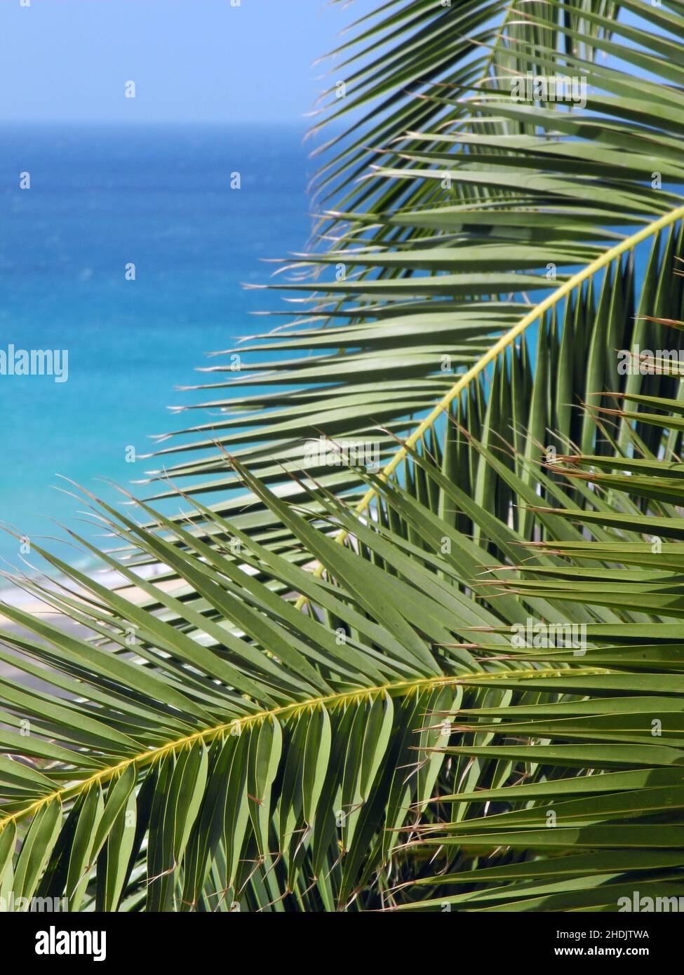 Palm leaves sea hi-res stock photography and images - Alamy