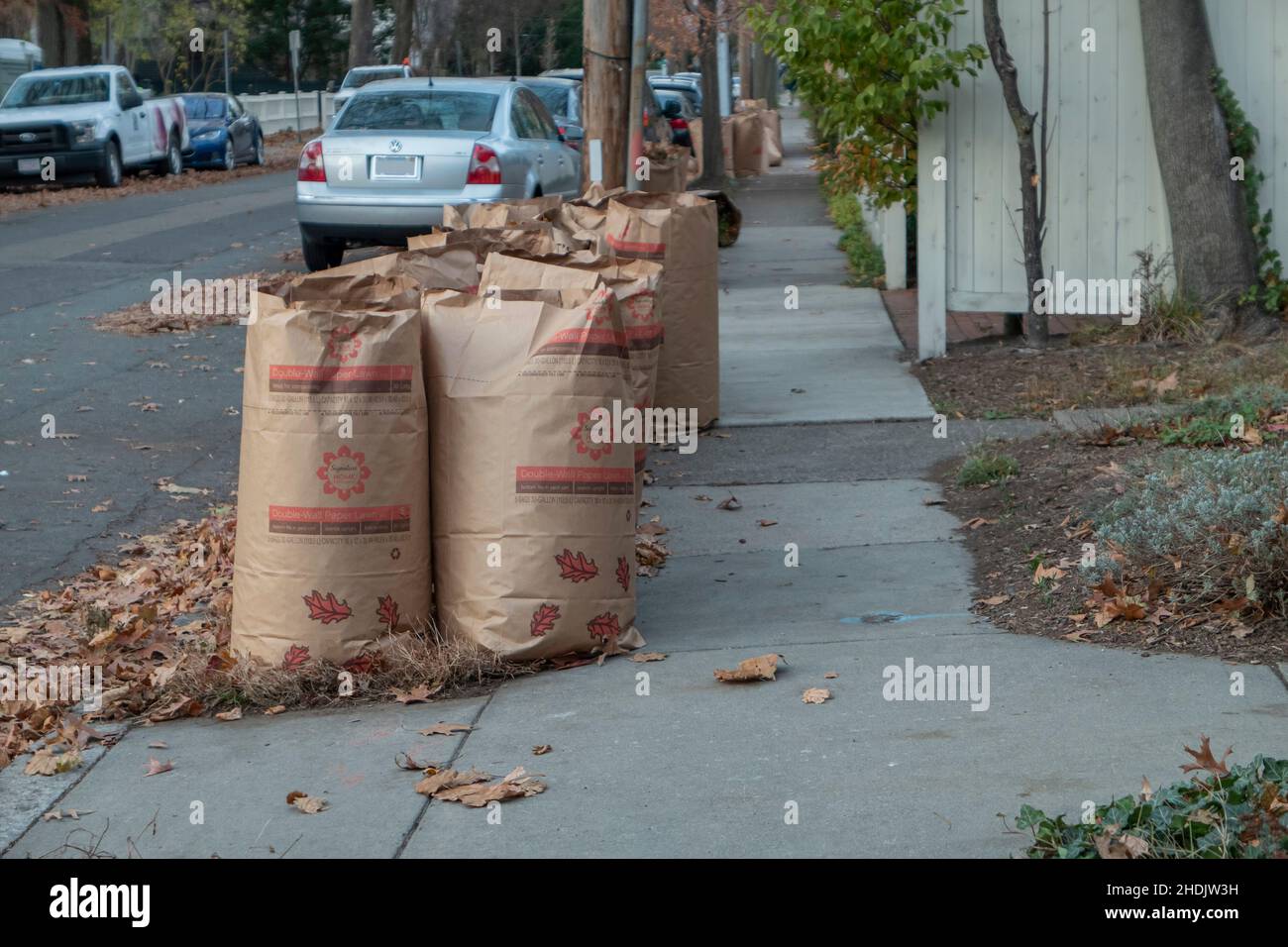 Bagged leaves in Cambridge Massachusetts USA Stock Photo Alamy