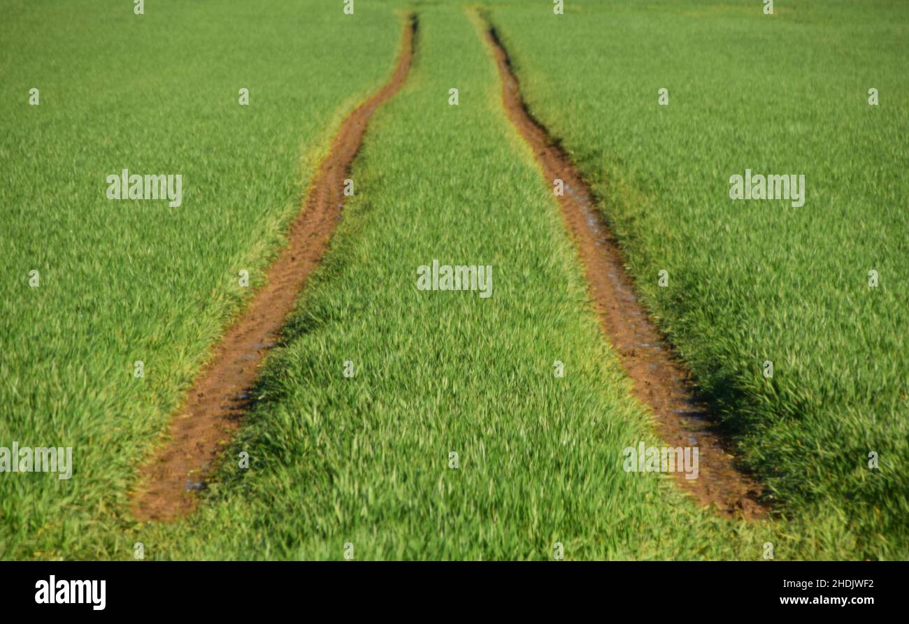 Field tractor tracks Stock Photo - Alamy