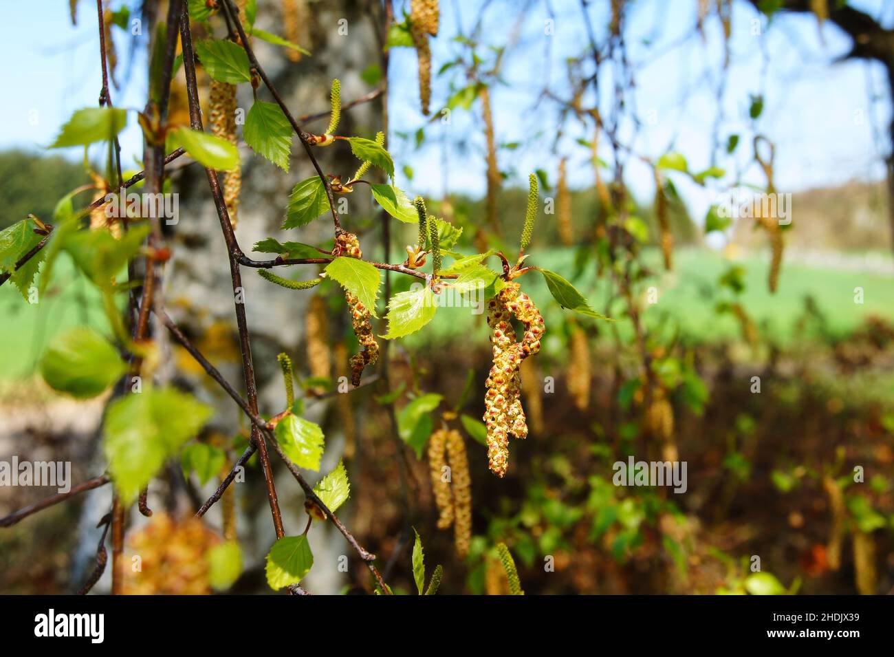 birch pollen, birch pollens Stock Photo Alamy