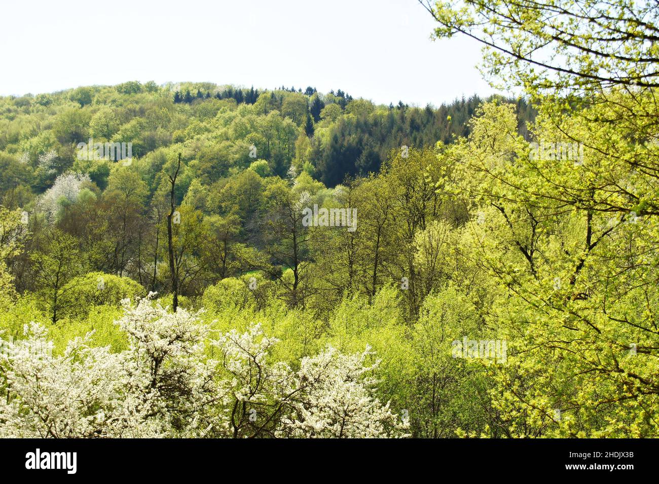 mixed forest, mixed forests Stock Photo
