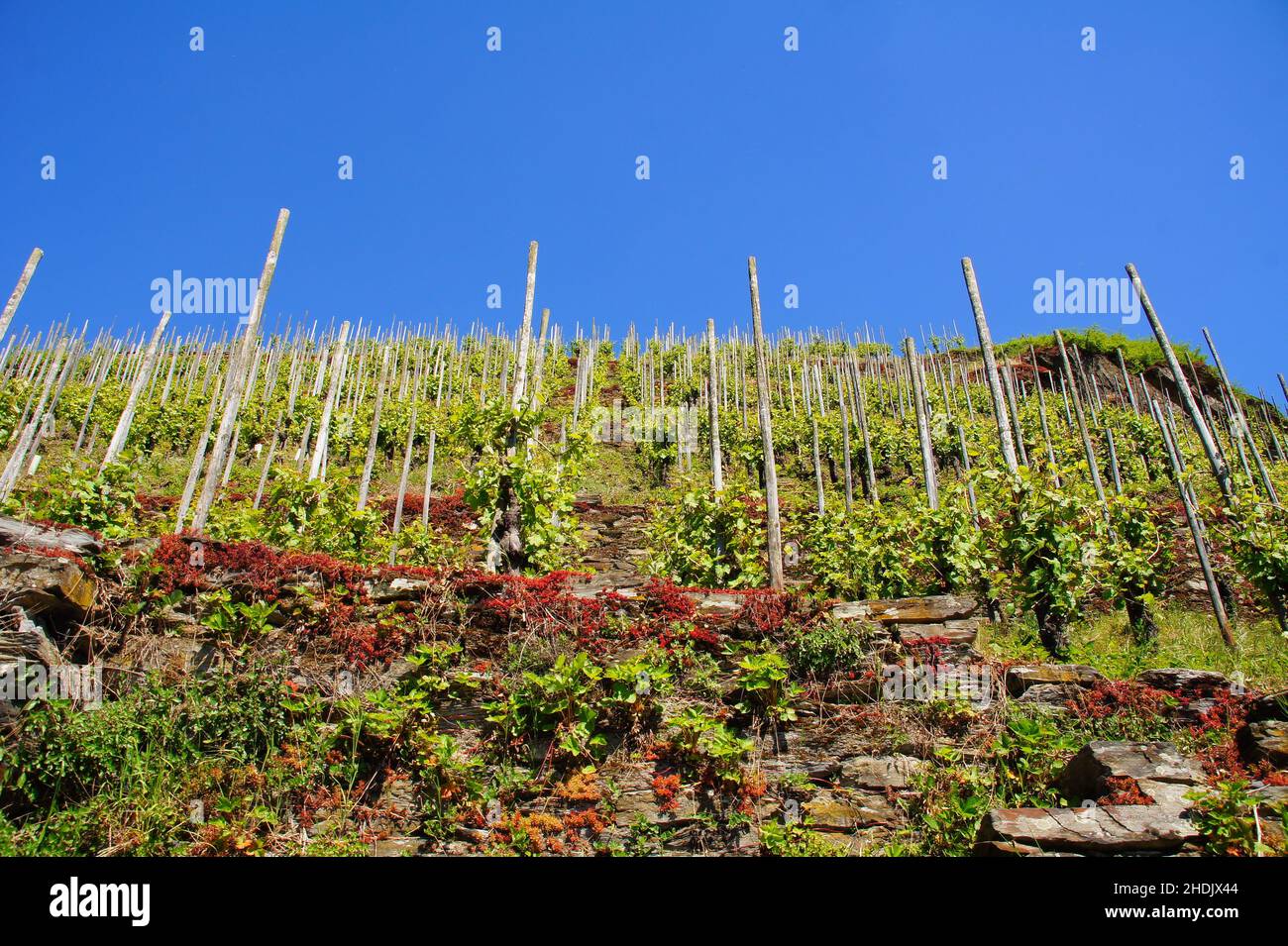 vineyard, steep location viticulture, vineyards Stock Photo