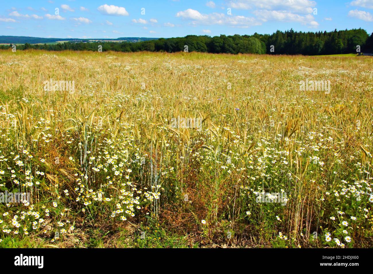 Chamomile agriculture hi-res stock photography and images - Alamy