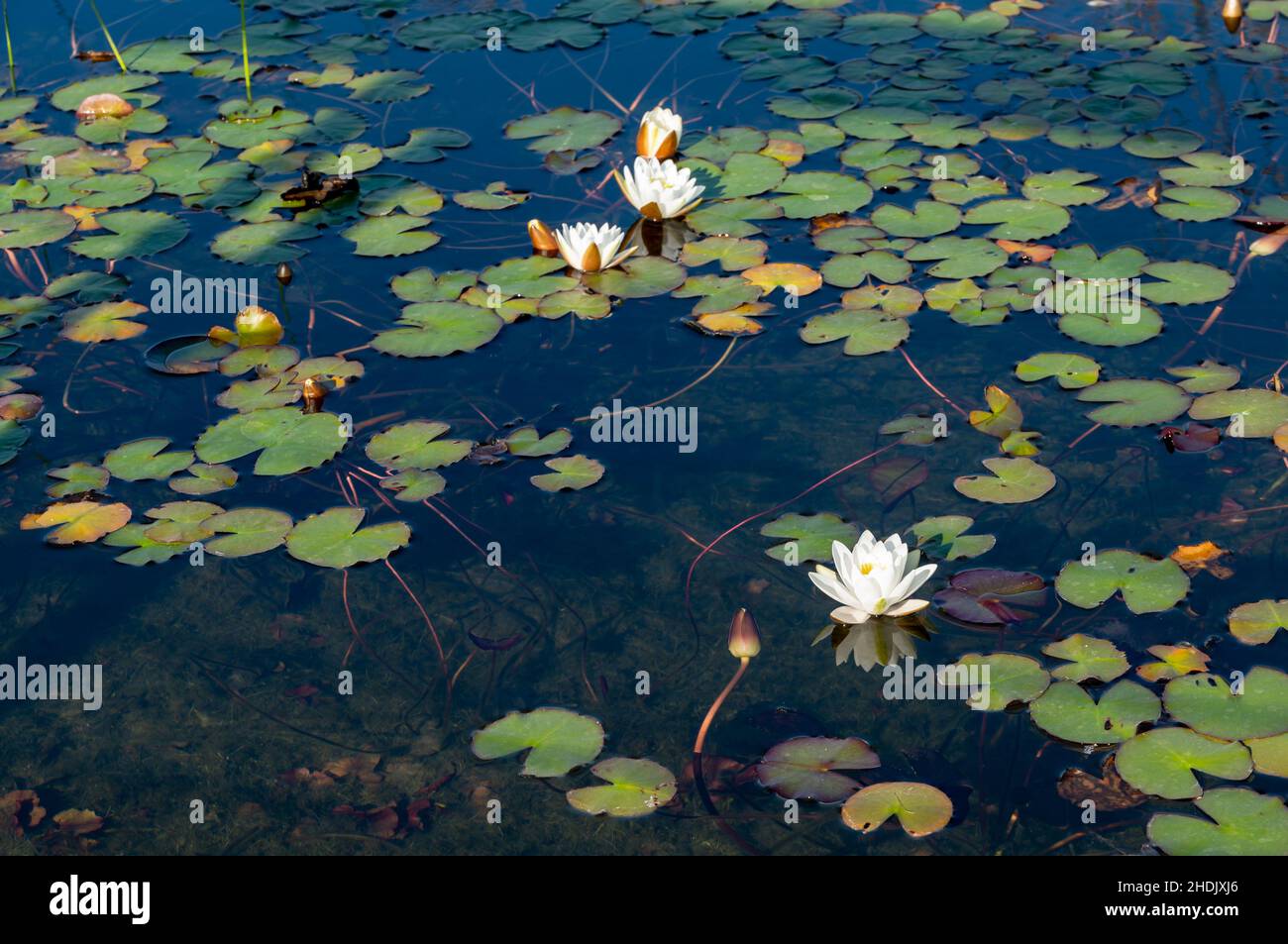 Water lilies in the river and lake on clear water background Stock ...