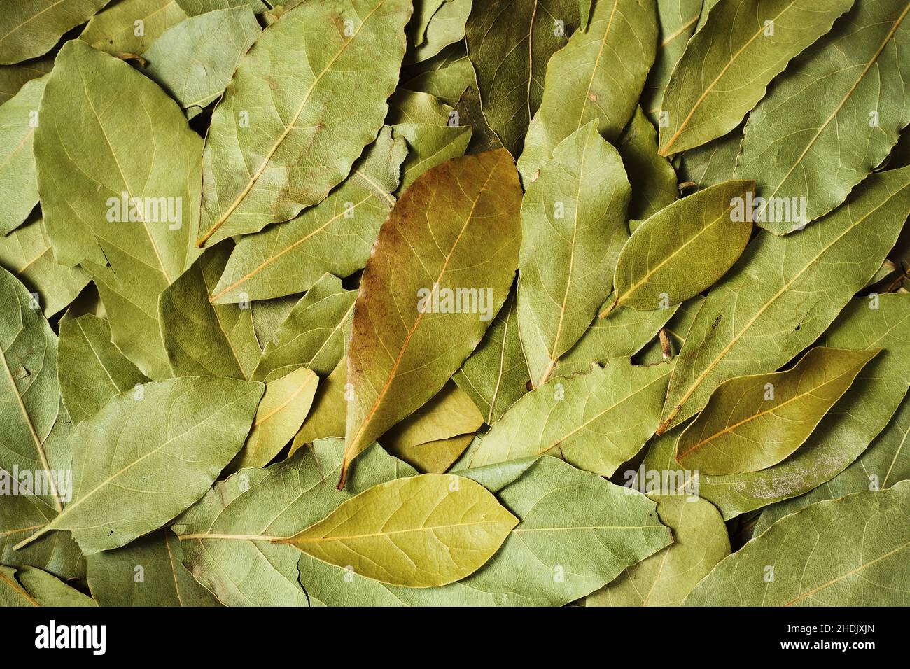 bay leaf, bay tree, bay leafs, bay trees Stock Photo Alamy