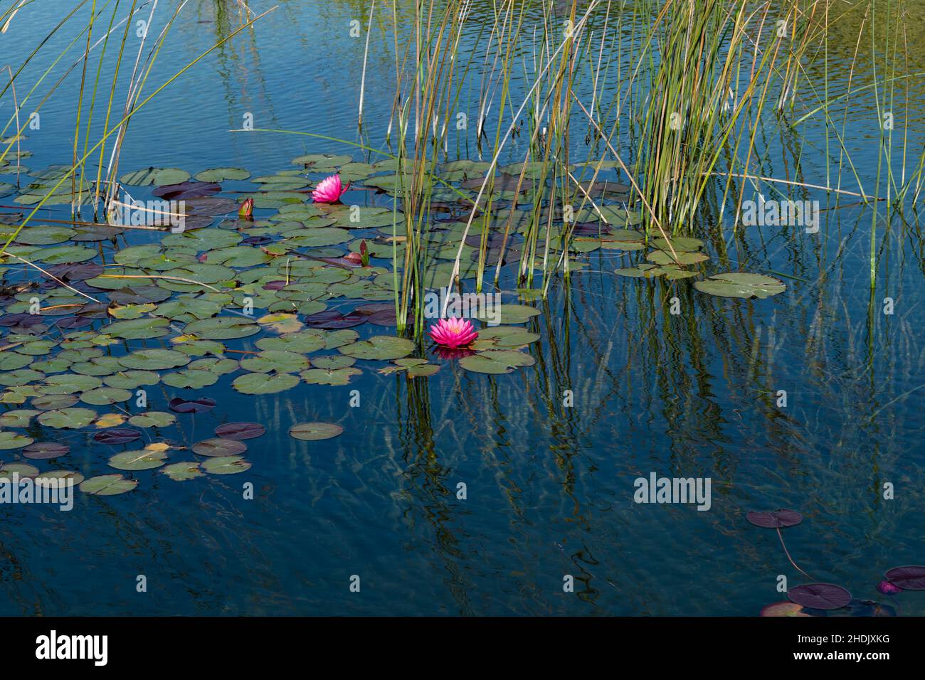 Water lilies in the river and lake on clear water background Stock ...
