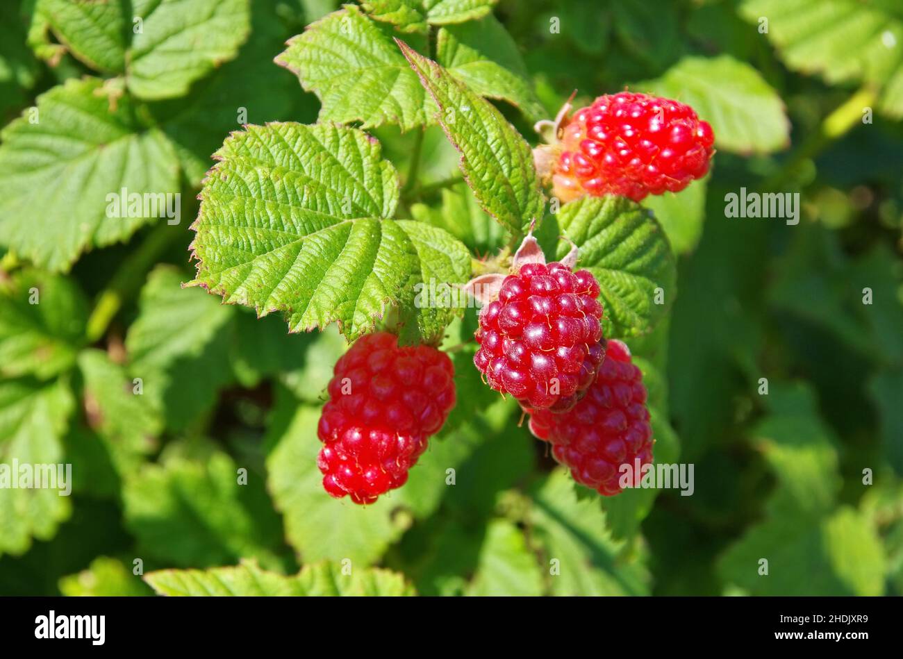 Smooth Raspberry Bush raspberry, raspberry bush, raspberries, raspberry bushs Stock Photo - Alamy