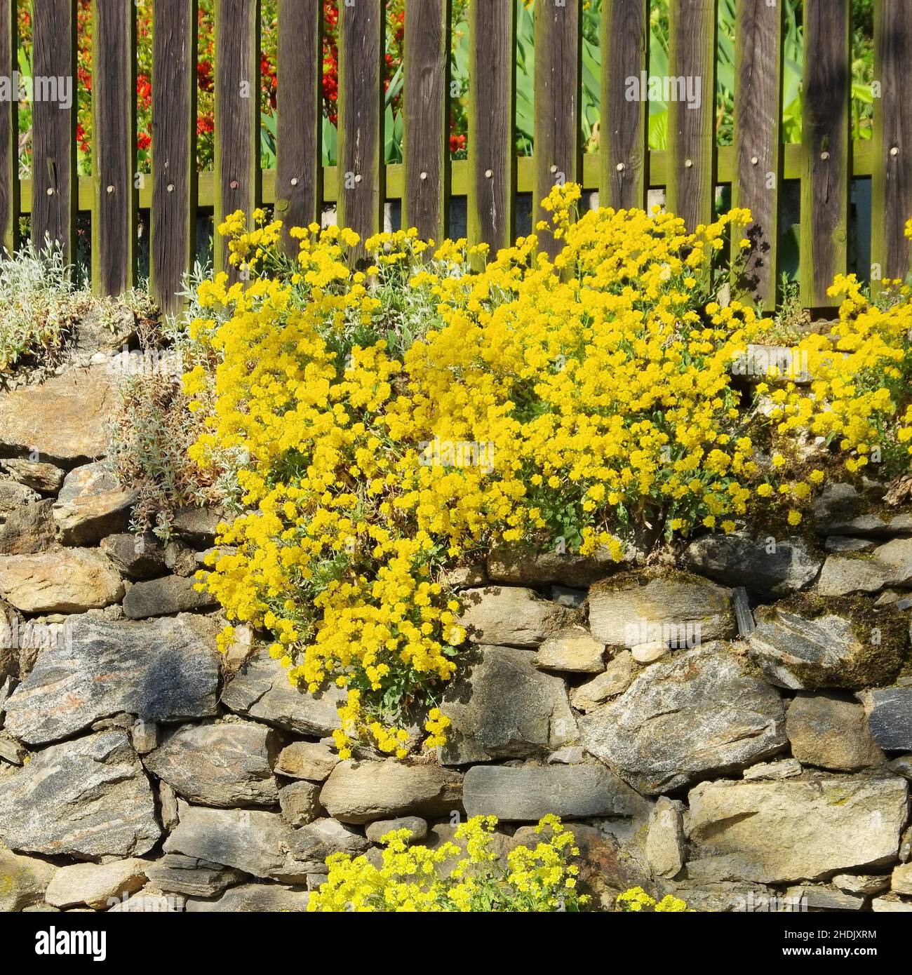Alyssums hi-res stock photography and images - Alamy
