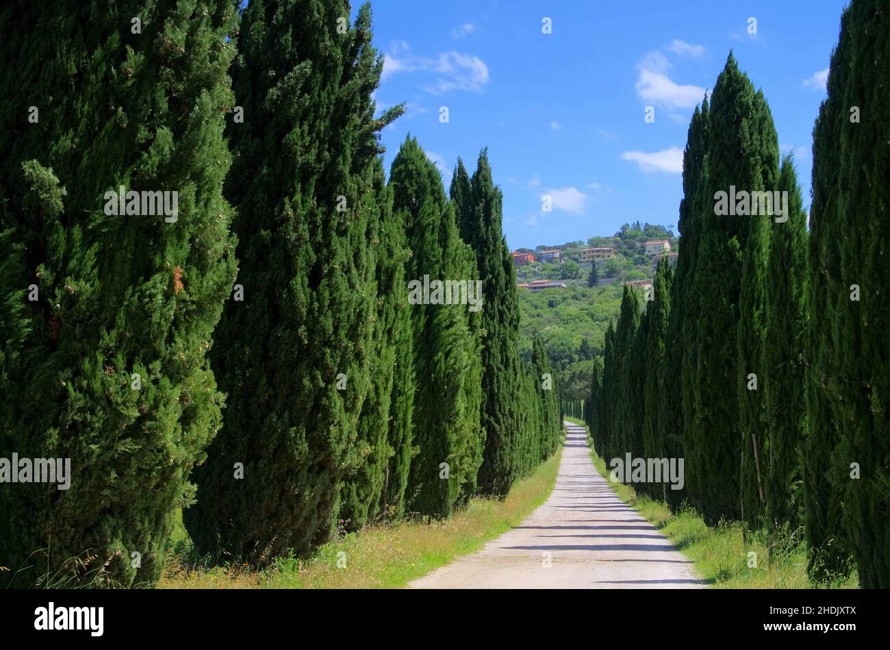 alley, tuscany, cypress tree, alleys, tuscanies, cypress trees Stock Photo