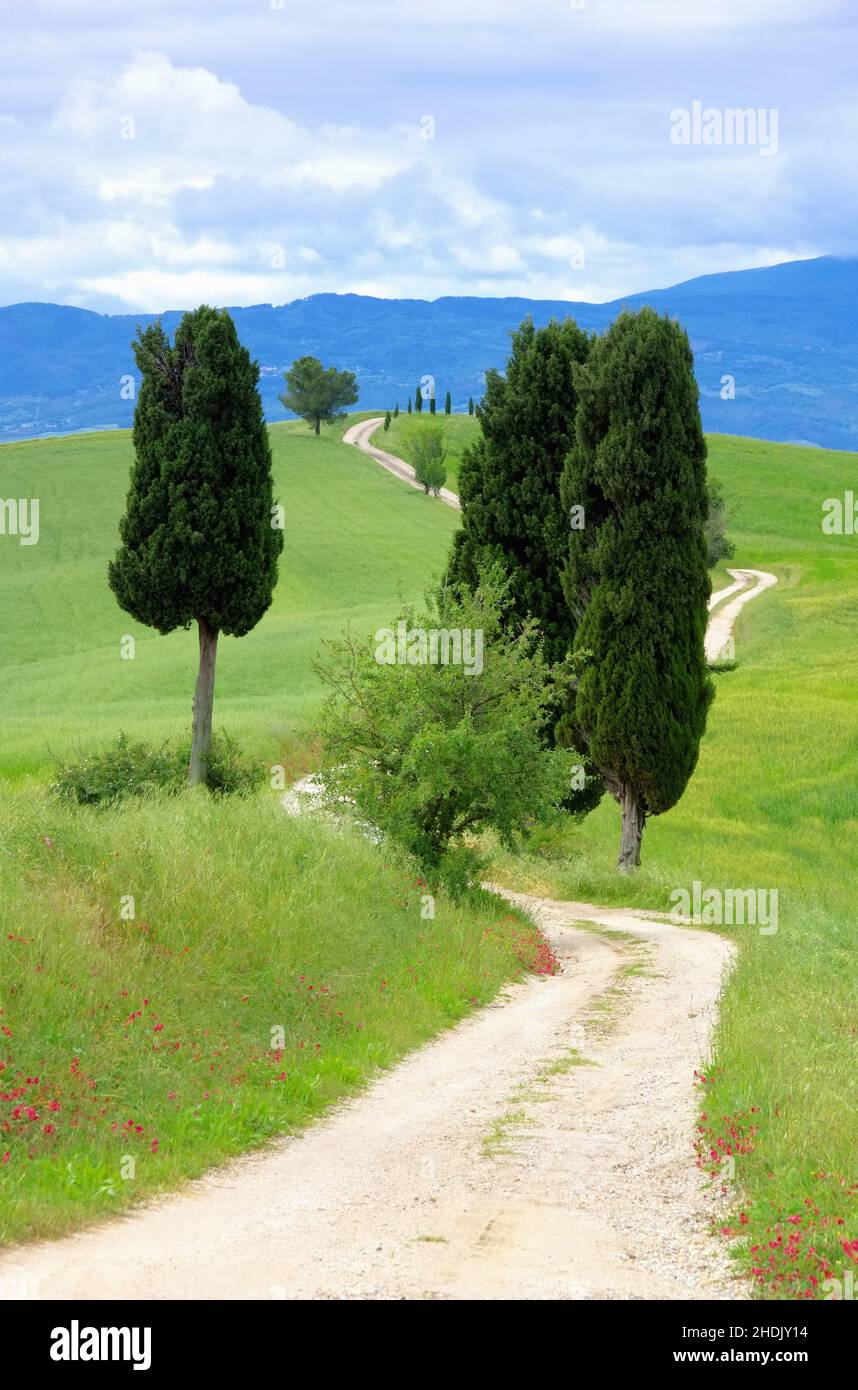 landscape, tuscany, val d'orcia, landscapes, rural, rural scene, scene, scenery, scenes, tuscanies Stock Photo