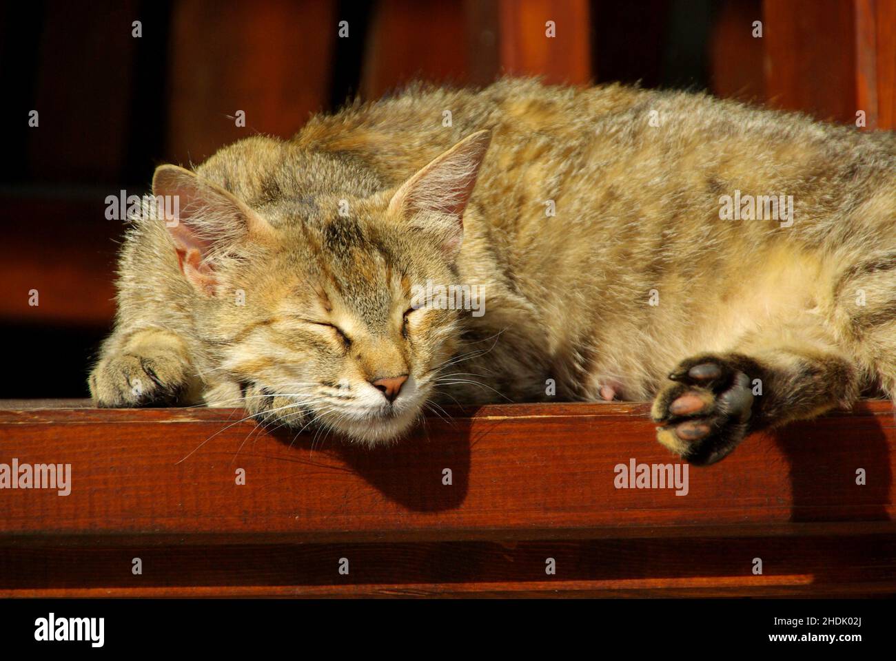 cat, suns, cats Stock Photo