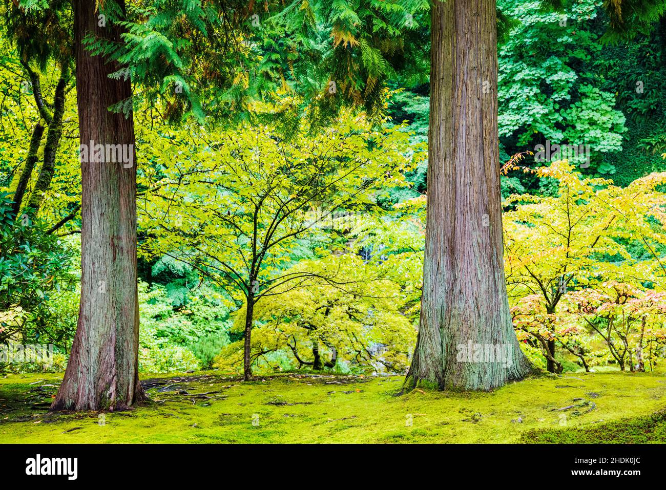Large trees; Portland Japanese Gardens; Portland; Oregon; USA Stock
