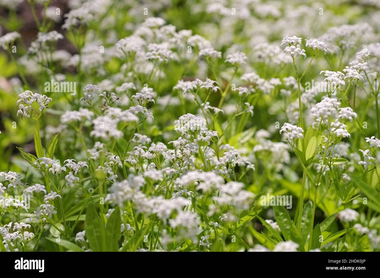 woodruff, woodruff blooms, woodruffs Stock Photo